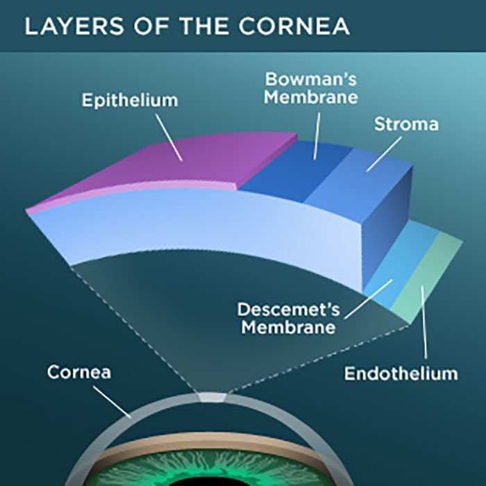 diagram showing layers of the cornea
