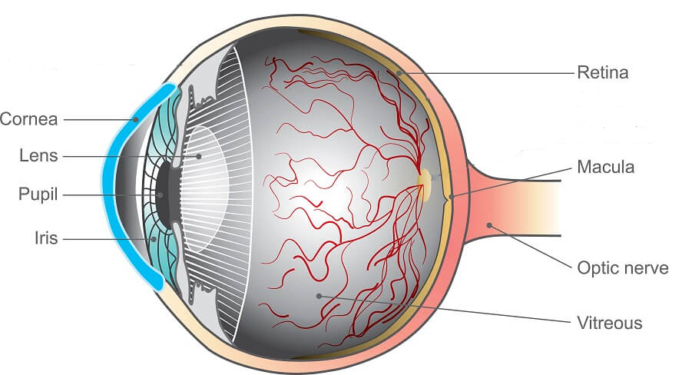 retina macula